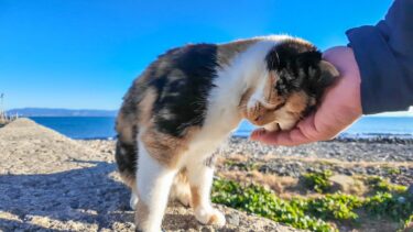 猫島の防波堤に座ると三毛猫ちゃんが隣に座ってきた【感動猫動画】