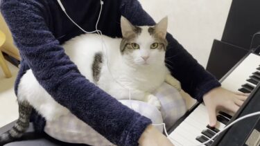 豆大福にピアノを弾き聴かせてあげる娘【ひのき猫】