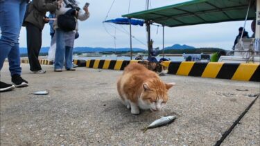 漁港猫、魚パーティー中だったけど何だか人が増えてきた【感動猫動画】