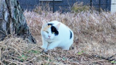 顔見ると喜んで駆け寄ってくる三毛猫ちゃんがかわい過ぎる【感動猫動画】