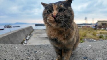 猫島では防波堤に座ると猫が駆け寄ってきて隣に座ってきます【感動猫動画】