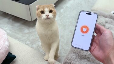 おしゃべりな猫に猫語翻訳機を使ってみたらまさかの結果になりました…【もちまる日記】