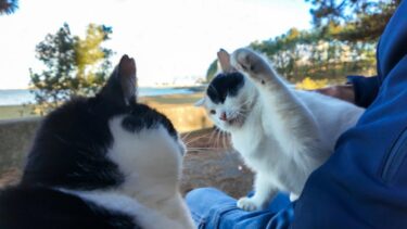 海辺の公園の松林に座ると猫がトコトコこっちにやって来た【感動猫動画】