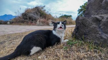 顔見ると挨拶してくる公園の猫【感動猫動画】