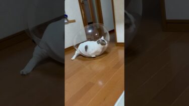 あと一歩の勇気が・・・ない【ひのき猫】