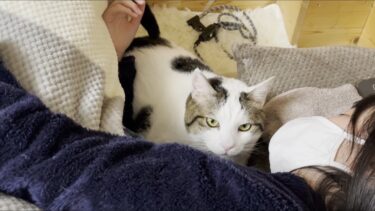 「俺は退かない」娘と一緒に寝ると決めた猫【ひのき猫】