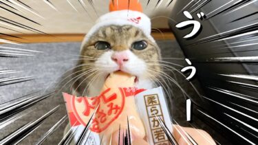 お正月に実家猫にオヤツをあげたら唸りながら食べ始めた【てん動画】