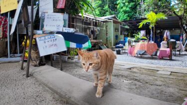 並木道にある謎の猫カフェ?!から呼び込みに出て行く猫【感動猫動画】