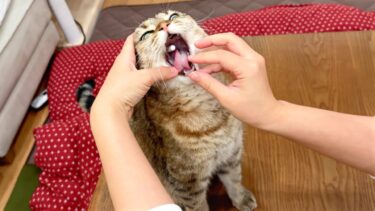 猫に大きすぎる薬を飲ませたら大変なことになった…！【ポムさんとしまちゃん / ねこべや】