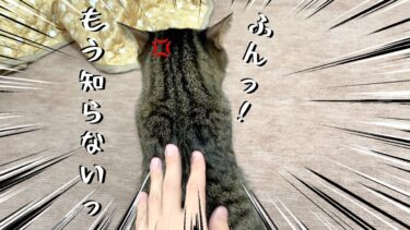 猫に二日間お留守番させたら怒って拗ねちゃった【てん動画】