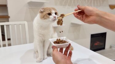 猫がくれくれ言うので初めて納豆を食べさせてみたらまさかのこうなりましたwww【もちまる日記】