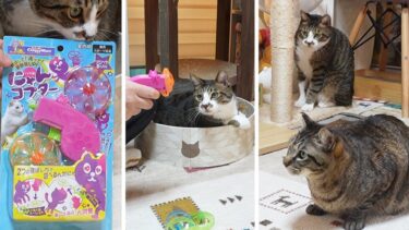 プロペラのおもちゃと猫☆飛んでるおもちゃにガーちゃんゴマちゃんの反応は？ ～ペテモ猫用福袋2025～【リキちゃんねる　猫動画】 キジトラ 猫のいる暮らし