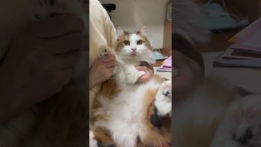 俺に何をさせる？【ひのき猫】