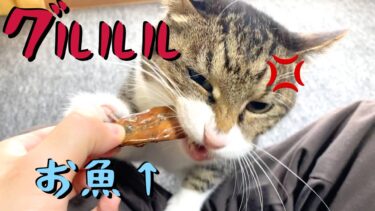 お魚をあげると豹変して唸り声を上げながら大暴走する実家猫【てん動画】