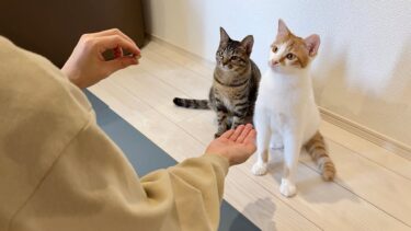 猫たちに初めてお手を教えてみたらまさかのこんな結果になりましたwww【もちまる日記】