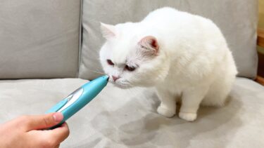 今から剃られるのに危機感ゼロの猫【ポムさんとしまちゃん / ねこべや】