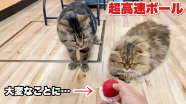 猫の前で超高速ボールを転がしたら大変なことになりました【ちょりちゃみチャンネル】