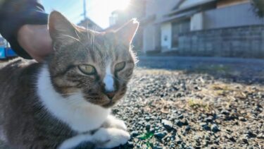 猫島に何匹かいる犬と会話するため犬語を習得中な島の猫【感動猫動画】