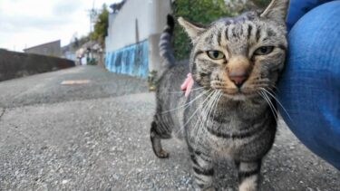 道路脇の階段にいたキジトラ猫ちゃんが甘えてきた【感動猫動画】