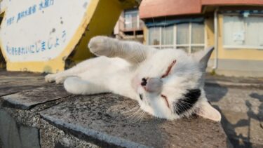 【猫島】港にいた猫を撫でると喜んでゴロンゴロン転がってカワイイ【湯島】【感動猫動画】