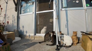 猫島の商店には開店待の行列が出来ていました【感動猫動画】