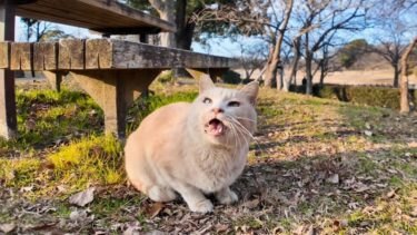 公園のベンチにいた猫を撫でると少し懐いてきた【感動猫動画】