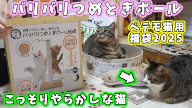 意外とこだわりをお持ちだった猫たち☆今日も盛大にやらかすゴマちゃん　～ペテモ猫用福袋2025～【リキちゃんねる　猫動画】 キジトラ 猫のいる暮らし