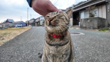 福岡県の猫島、相島で出会う猫は大体人懐っこい【感動猫動画】