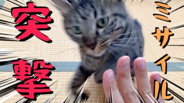 飼い主に物凄いスピードで突撃してくる猫【てん動画】