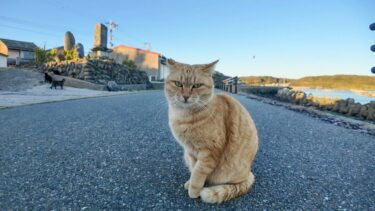 夕方の海沿いの道にいた茶トラ猫を撫でる【感動猫動画】