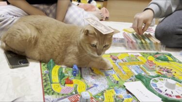 遊ぶならトランプよりも人生ゲームで遊んでほしい猫【ひのき猫】