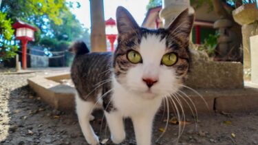 海沿いの小道で出会った猫が神社まで案内してくれました。【感動猫動画】