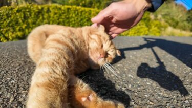 猫島の小学校前にいた茶トラ猫ちゃん、撫でるとすぐに横になってカワイイ【感動猫動画】