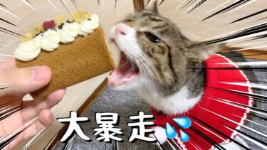 実家猫にケーキを与えたら大暴走して大変なことになった【てん動画】