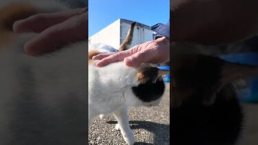 漁港のハートマークの三毛猫ちゃん #猫 #三毛猫 #cat #Calico【感動猫動画】