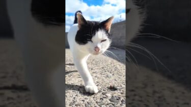 猫島の猫めちゃめちゃ付いてくる#猫 #猫島【感動猫動画】