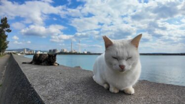 撫でられる前から寝転ぶ防波堤の猫【感動猫動画】