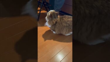 お父さん、ドンマイ！【ひのき猫】