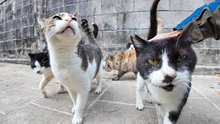 狭い路地を歩いていると猫に取り囲まれた【感動猫動画】