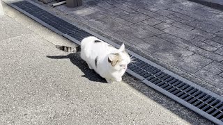 呼んでも出てこないお父さんにブツブツ文句を言う猫【ひのき猫】