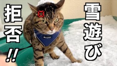 凶暴猫と雪遊びをしようとした結果…【てん動画】