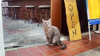 【猫に支配された商店街】猫組織の構成員にショバ代を毎日タカられる商店街の店舗【感動猫動画】