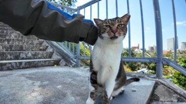 商店街の裏の公園に行ってみると猫がモフられにやって来た【感動猫動画】