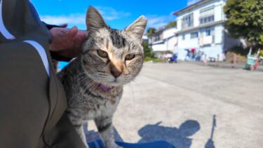 漁港のベンチに座ると猫が膝の上に乗ってきた【感動猫動画】