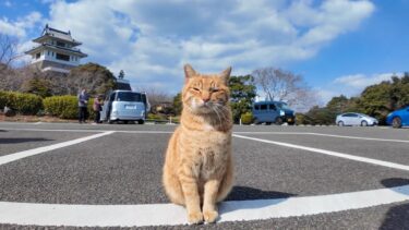 お城の守衛の猫、交代の時間です【感動猫動画】