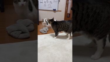 なんで？なんでなん？【ひのき猫】