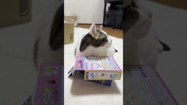 ちょっと見栄を張ってしまいました【ひのき猫】