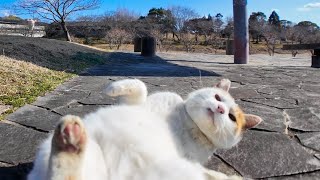 公園の猫ちゃん撫でると喜んで池の側の東屋に向かった【感動猫動画】