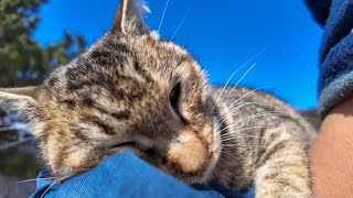 防波堤にいた猫をナデナデすると飛びかかってきた【感動猫動画】