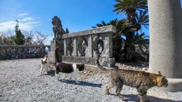 猫島の港で出会った猫たちと高台にある神社に行ってきた【感動猫動画】